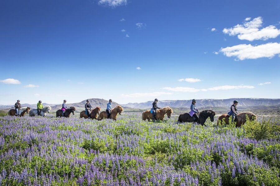 Hafnarfjörður: Horseback Riding Tour in Reykjavik Area - 50 minutes on Icelandic horses: lava trails and Bláfjöll views