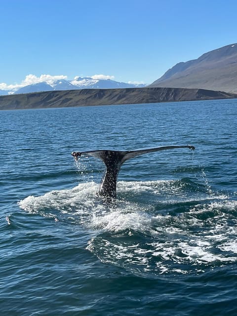Hauganes: Whale Watching North Iceland - Key things to know before you go