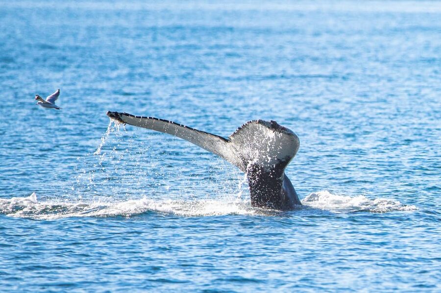 Hauganes: Whale Watching North Iceland - Hauganes, Eyjafjörður, and why this tour feels efficient