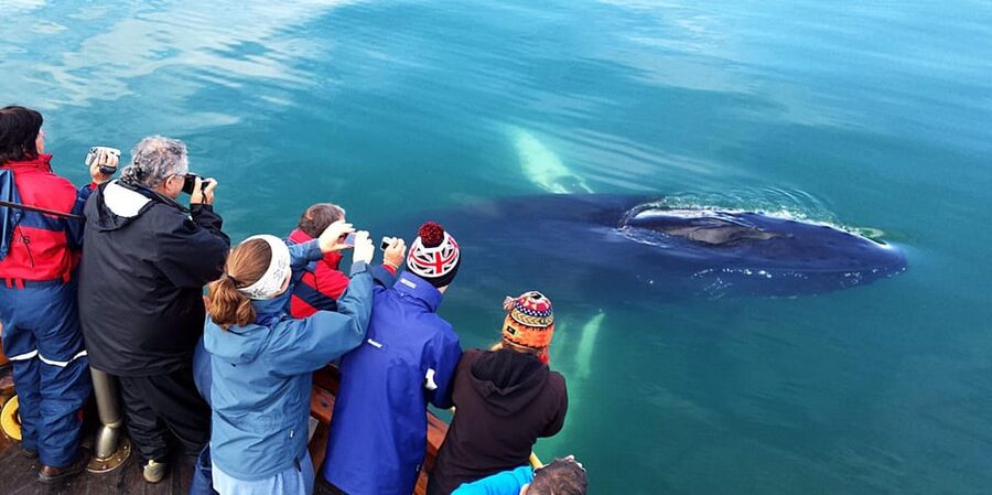 Hauganes: Whale Watching North Iceland - The whale watching method: constant speed and calm spotting