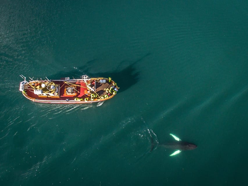 Hauganes: Whale Watching North Iceland - Should you book Hauganes Whale Watching North Iceland?