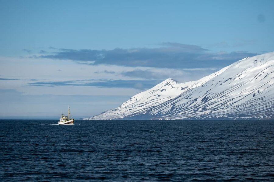Hauganes: Whale Watching North Iceland - The 2.5-hour pacing, from harbor views to one focused whale block