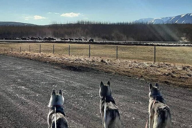 Hiking with Husky in Akureyri (private) - Husky Power, Quiet Woodland, and a Private Pace Outside Akureyri