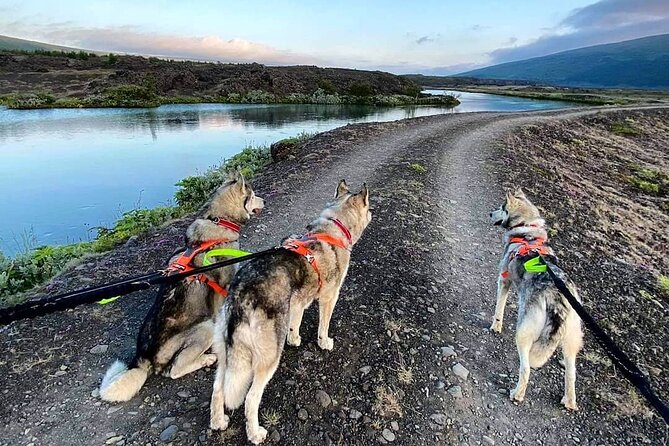 Hiking with Husky in Akureyri (private) - Meeting at goHusky: Pickup, Welcome, and How the Dogs Set the Tone