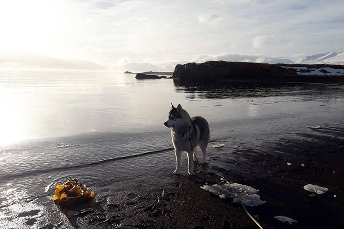 Hiking with Husky in Akureyri (private) - Coffee Break at the Farmhouse: Learn the Routines, Meet the Full Pack