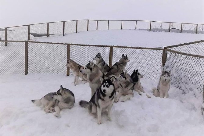 Hiking with Husky in Akureyri (private) - Logistics That Make It Easier Than It Sounds