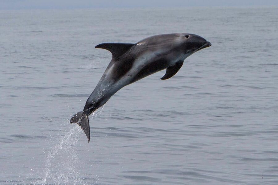 Hólmavík: Whale Watching Tour - Hólmavík Fjord: Why This Whale Watch Feels Different