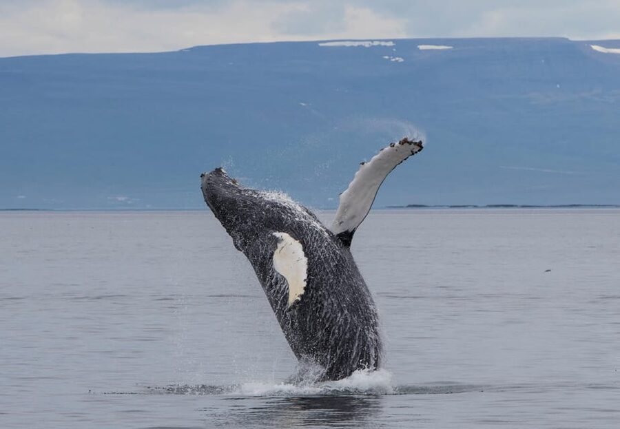 Hólmavík: Whale Watching Tour - What You Might See: Humpbacks First, Then the Supporting Cast