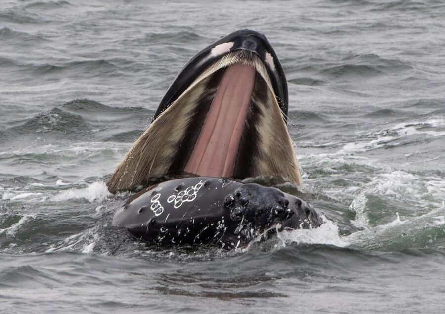 Hólmavík: Whale Watching Tour - Weather and Rescheduling: How to Think About the Risk