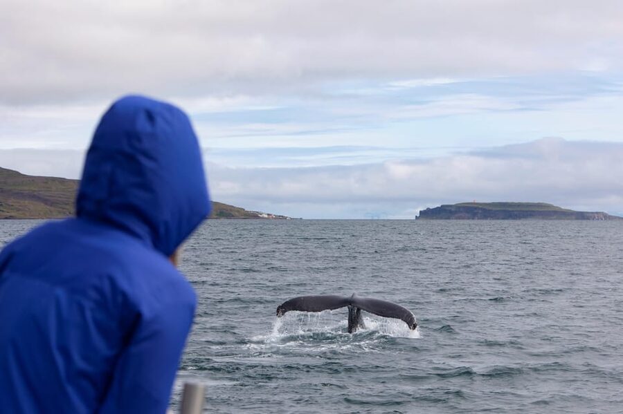 Hólmavík: Whale Watching Tour - Who Should Book This Whale Watch, and Who Might Skip It