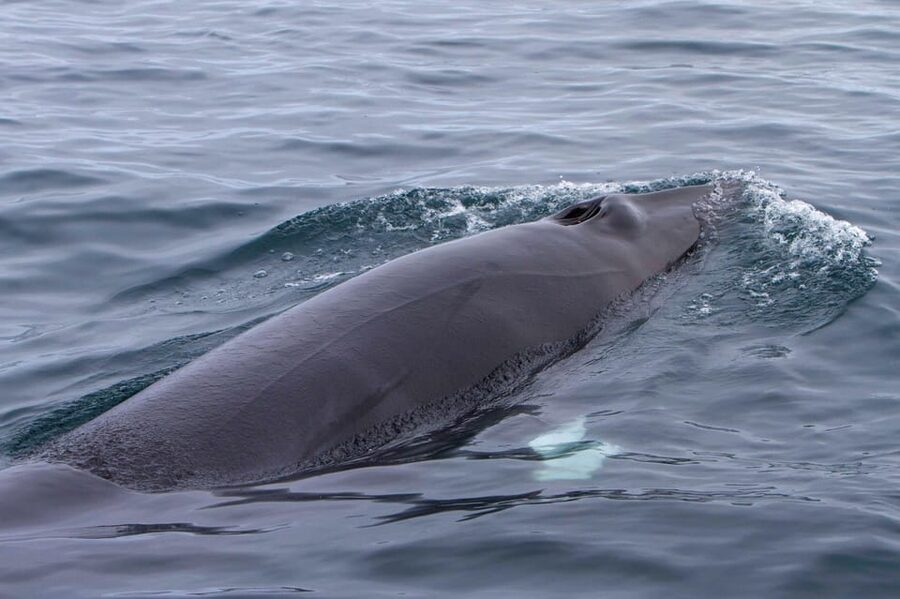 Hólmavík: Whale Watching Tour - Should You Book This Hólmavík Whale Watching Tour?