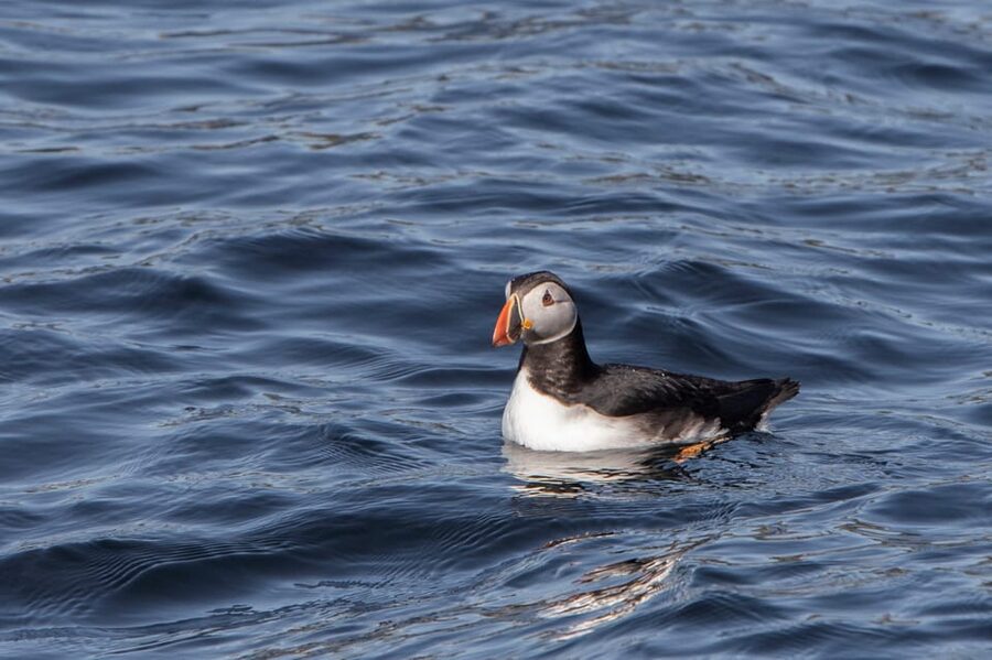 Hólmavík: Whale Watching Tour - Dressing for the Westfjords: Warm Overalls and Rare Seasickness