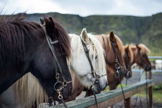 Horse Riding Tour in Reykjadalur (Smoky Valley)-All Riding Levels - Reykjadalur, the Easy Day Ride From Reykjavik