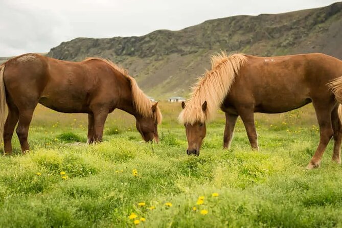 Horse Riding Tour in Reykjadalur (Smoky Valley)-All Riding Levels - Beginner Friendly Coaching, and Why Small Groups Matter