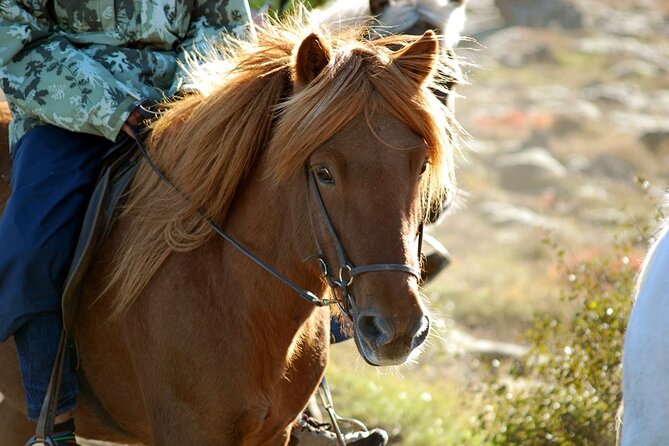 Horseback Riding Tour in Iceland - Horseback riding near Reykjavik, in a manageable 50 minutes