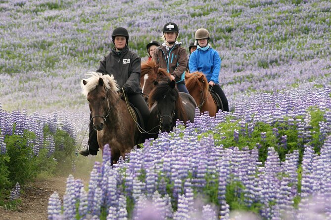 Horseback Riding Tour in Iceland - Tölt, comfort, and what your body will actually notice