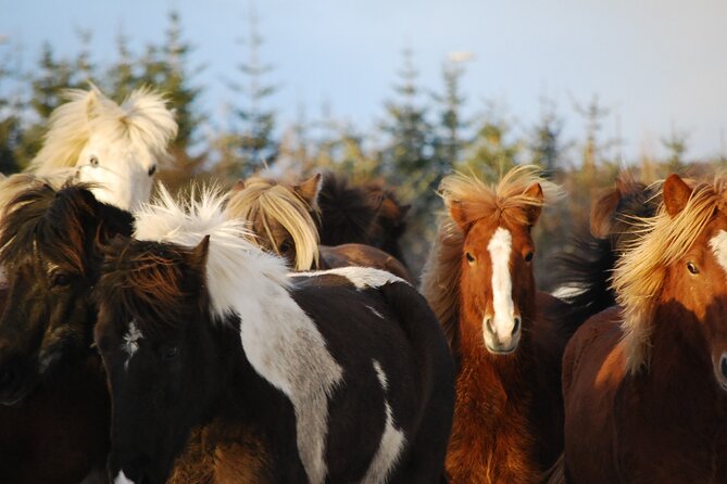 Horseback Riding Tour in Iceland - Price and value: what $135.16 buys you in Iceland