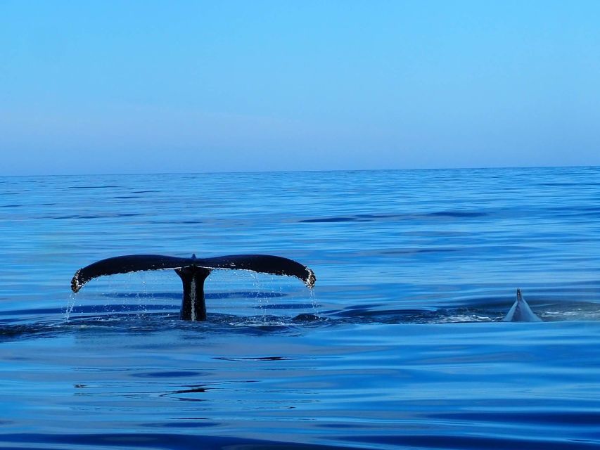 Húsavík: Big Whales and Puffin Island Speedboat Tour - Key points before you go