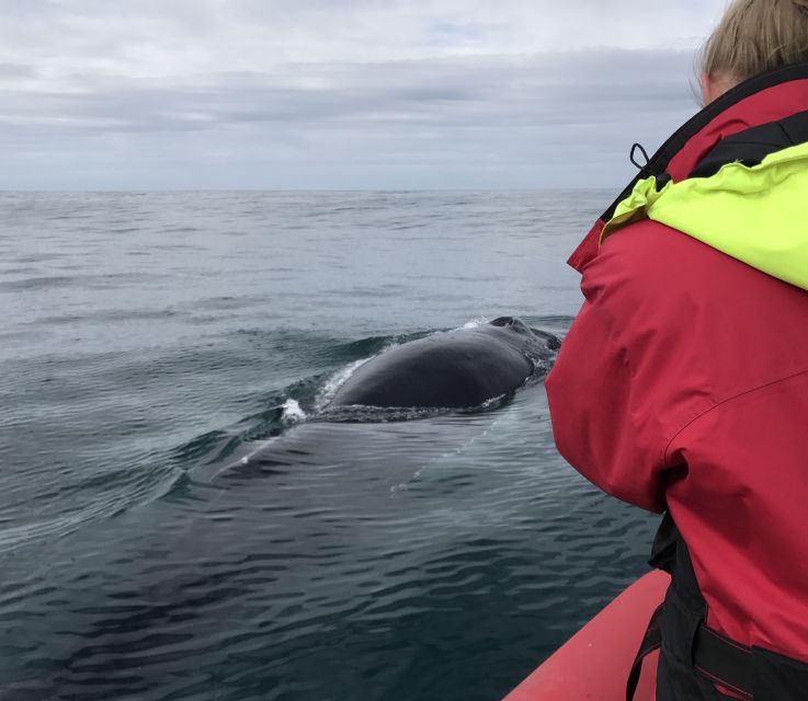 Húsavík: Big Whales and Puffin Island Speedboat Tour - What To Pack so Your Tour Feels Easy