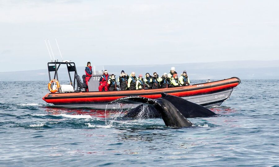 Húsavík: Big Whales and Puffin Island Speedboat Tour - A Speedboat Safari from Húsavík to Skjálfandi Bay
