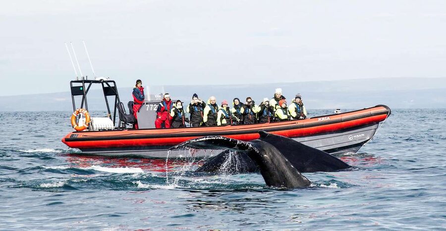 Húsavík: Big Whales and Puffin Island Speedboat Tour - Lundey Island for Puffins, When Season Lets You