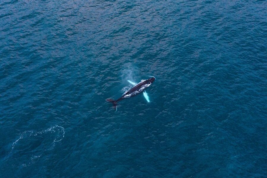 Húsavík: Big Whales and Puffin Island Speedboat Tour - Boat Time, Safety, and the Cold-Weather Reality