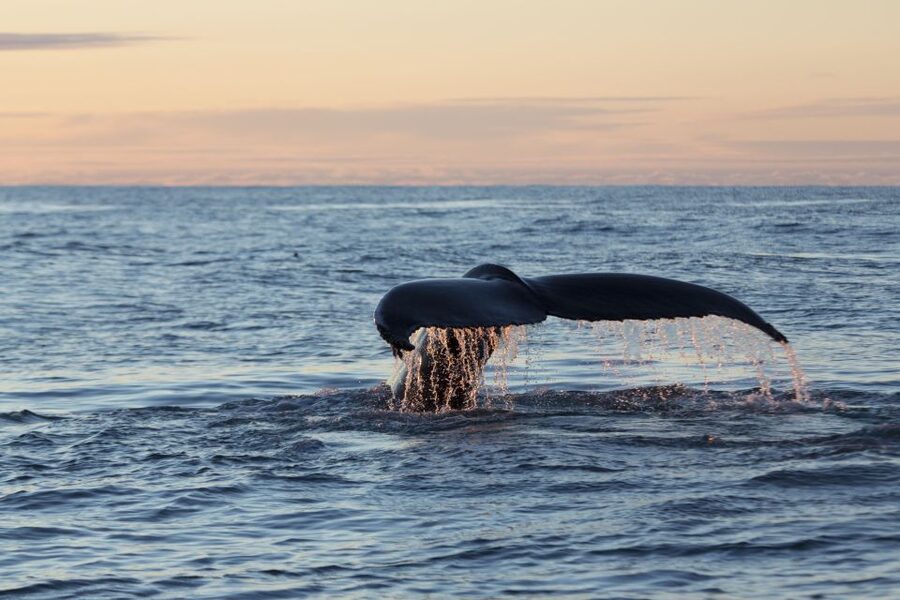 Húsavík: Big Whales and Puffin Island Speedboat Tour - Guides, Captains, and What They Add to Your Sighting