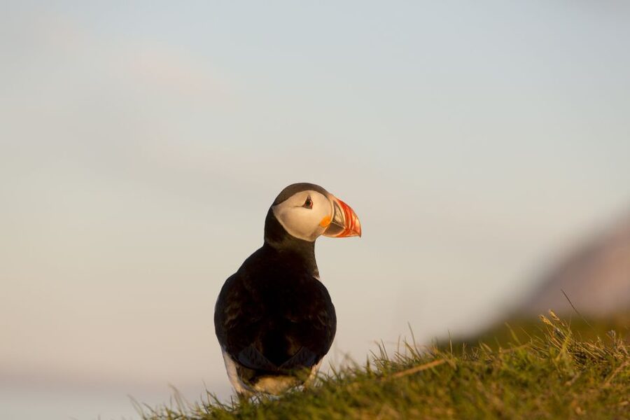 Húsavík: Big Whales and Puffin Island Speedboat Tour - Puffin Island vs. Pure Whale Focus, Know Which Version You Are Buying