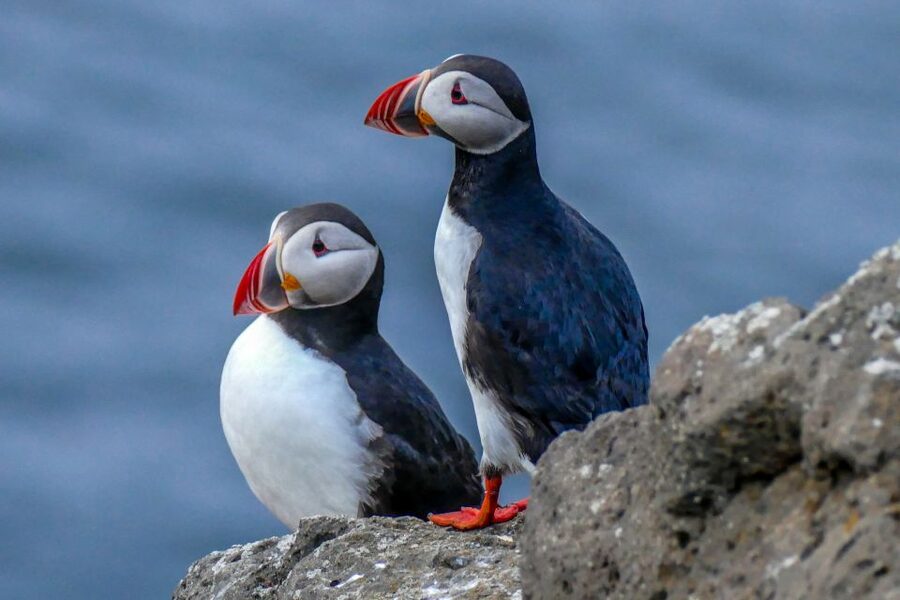Húsavík: Big Whales and Puffin Island Speedboat Tour - Price and Value: What You Are Paying For at $198