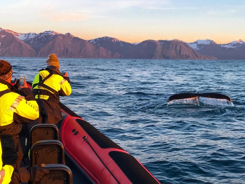 Húsavík: Big Whales and Puffin Island Speedboat Tour - Why Skjálfandi Bay Matters for Whale Odds
