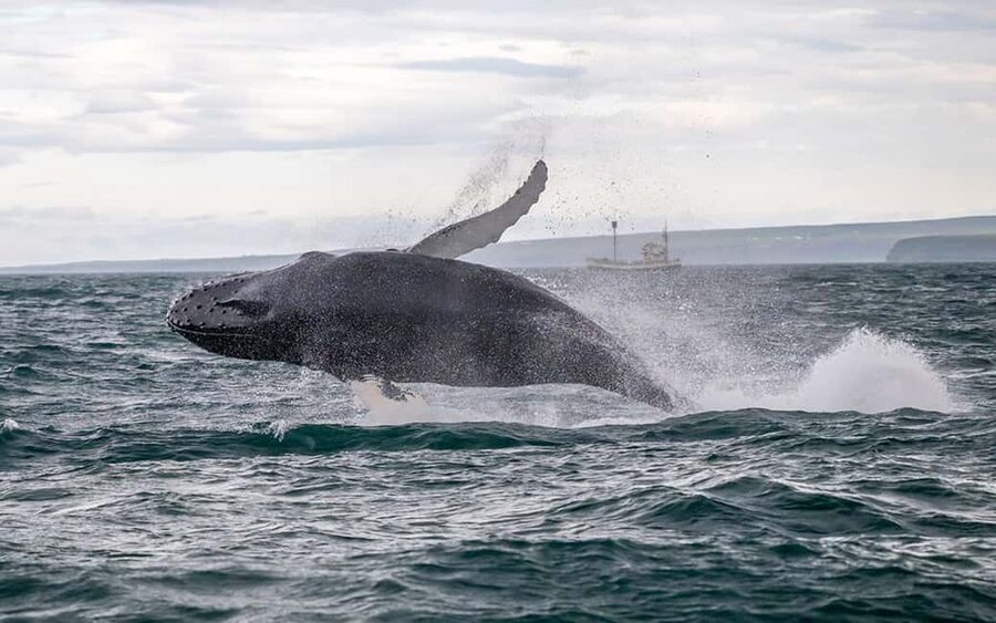 Húsavík: Family-Run and Guided Whale Watching Tour - Key things to know before you go