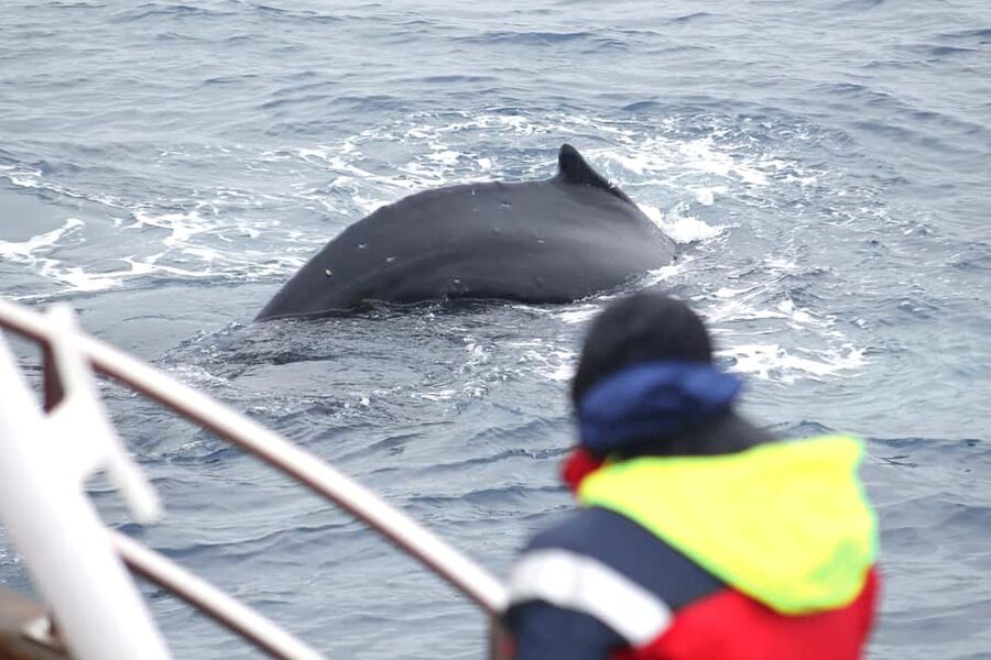 Húsavík: Family-Run and Guided Whale Watching Tour - Why Húsavík and Skjálfandi Bay are the real draw