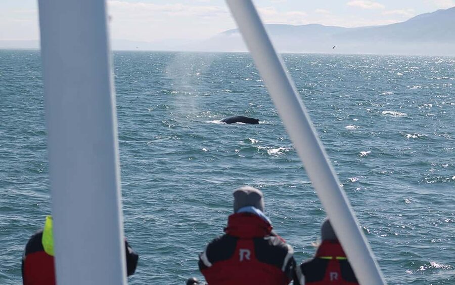 Húsavík: Family-Run and Guided Whale Watching Tour - Getting started: what to do before the boat leaves