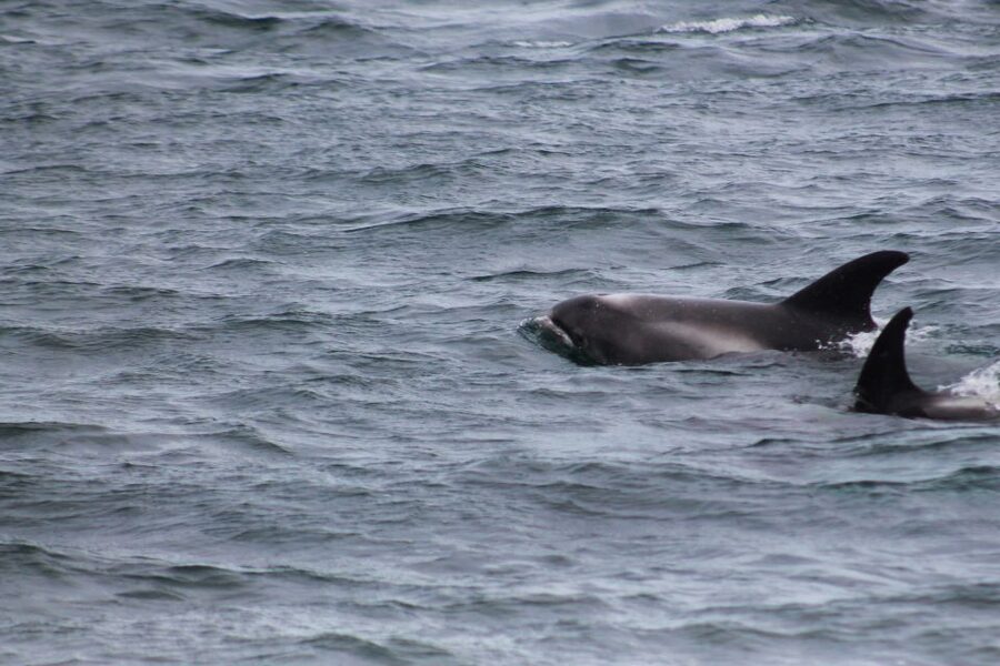 Húsavík: Family-Run and Guided Whale Watching Tour - The 3-hour rhythm at sea, from westbound cruising to whale spotting