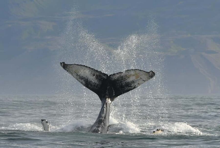 Húsavík: Family-Run and Guided Whale Watching Tour - Puffins, seals, and the bird spotting that steals the show