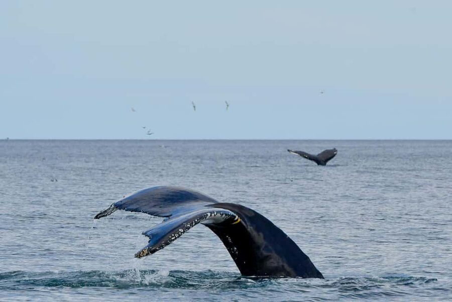 Húsavík: Family-Run and Guided Whale Watching Tour - Comfort reality: cold wind, suits, and seasickness limits