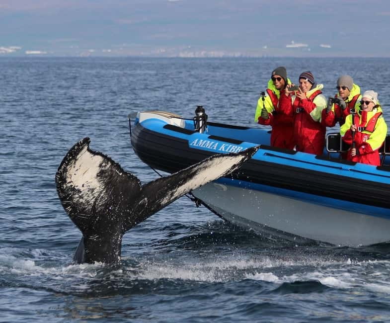 Húsavík: Original Big Whale Safari & Puffins by Speedboat - Key highlights worth your attention