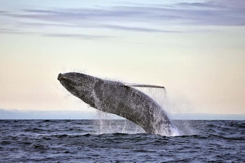Húsavík: Original Big Whale Safari & Puffins by Speedboat - Húsavík’s whale route, and why a RIB changes the odds