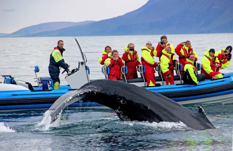 Húsavík: Original Big Whale Safari & Puffins by Speedboat - Puffin Island during nesting season: what you actually see