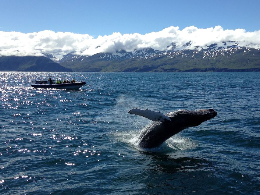 Húsavík: Original Big Whale Safari & Puffins by Speedboat - Skjálfandi Bay: dolphins, big whales, and quick repositioning