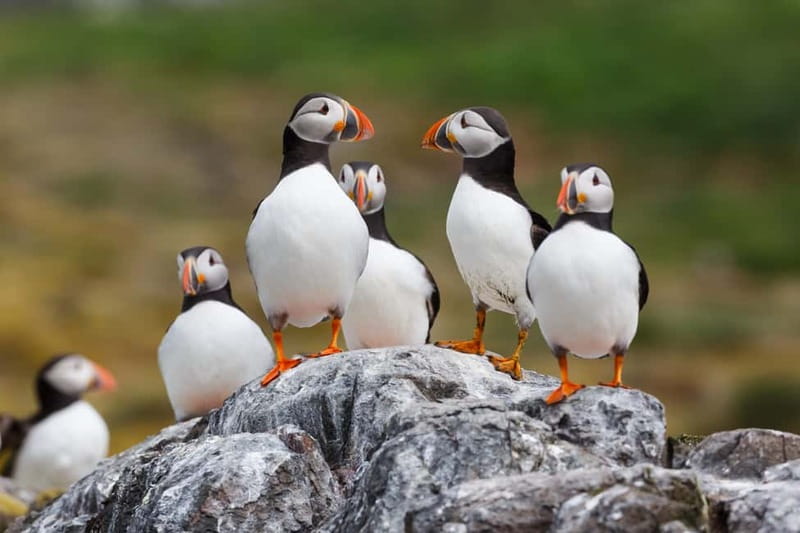 Húsavík: Original Big Whale Safari & Puffins by Speedboat - Who this tour fits best, and who should skip it