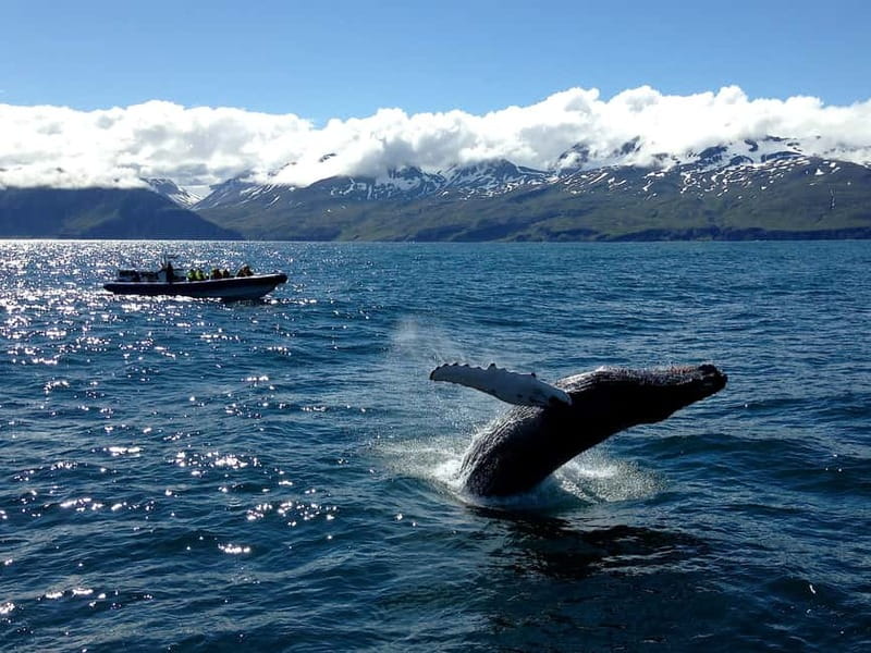 Húsavík: Original Big Whale Safari & Puffins by Speedboat - Price and value: is $159 worth it for 2 hours?
