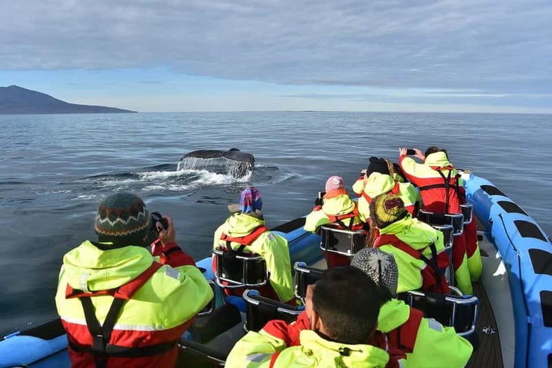 Húsavík: Original Big Whale Safari & Puffins by Speedboat - Should you book this Húsavík Big Whale Safari and Puffins trip?