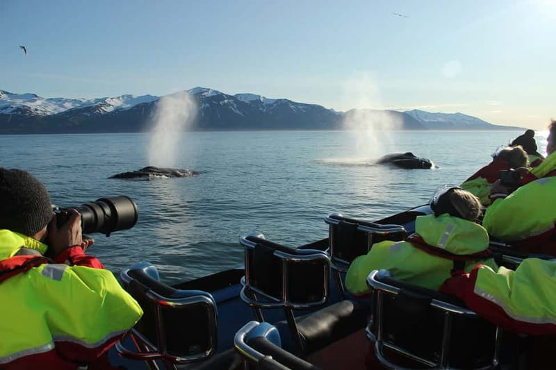 Húsavík: Original Big Whale Safari & Puffins by Speedboat - Gentle Giants ticket center to life jacket time
