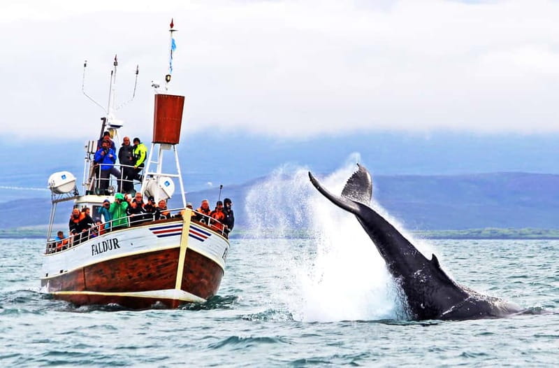 Húsavík: Traditional Whale Watching by Local Family Company - Key things that make this tour worth your time
