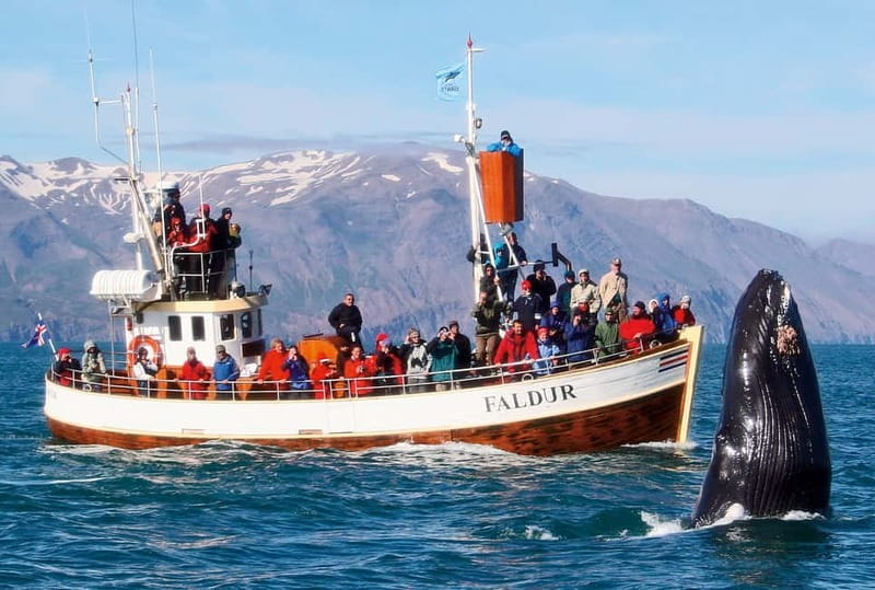 Húsavík: Traditional Whale Watching by Local Family Company - Should you book Gentle Giants Whale Watching in Húsavík?
