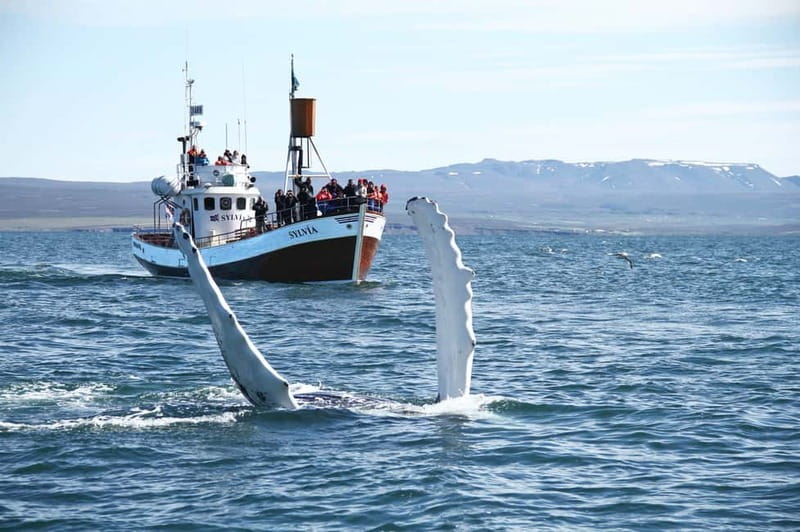 Húsavík: Traditional Whale Watching by Local Family Company - Why Húsavík and Skjálfandi Bay are the whole point