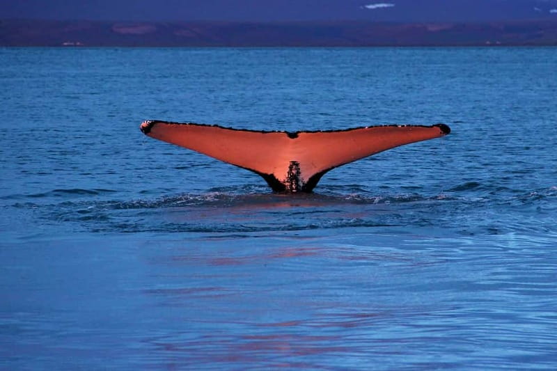 Húsavík: Traditional Whale Watching by Local Family Company - Stop-by-stop: what actually happens during the 3 hours