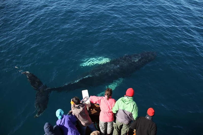 Húsavík: Traditional Whale Watching by Local Family Company - Whales you may see, and how the guide helps you spot them
