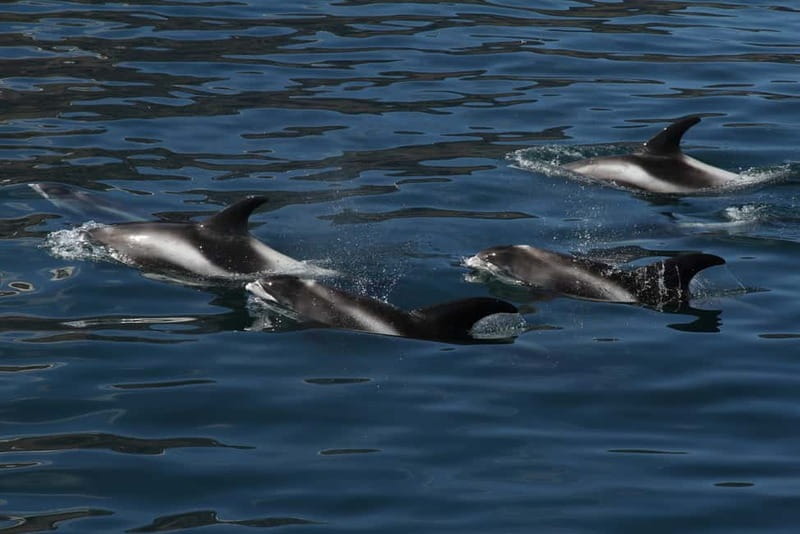 Húsavík: Traditional Whale Watching by Local Family Company - What to wear: staying warm is part of the experience